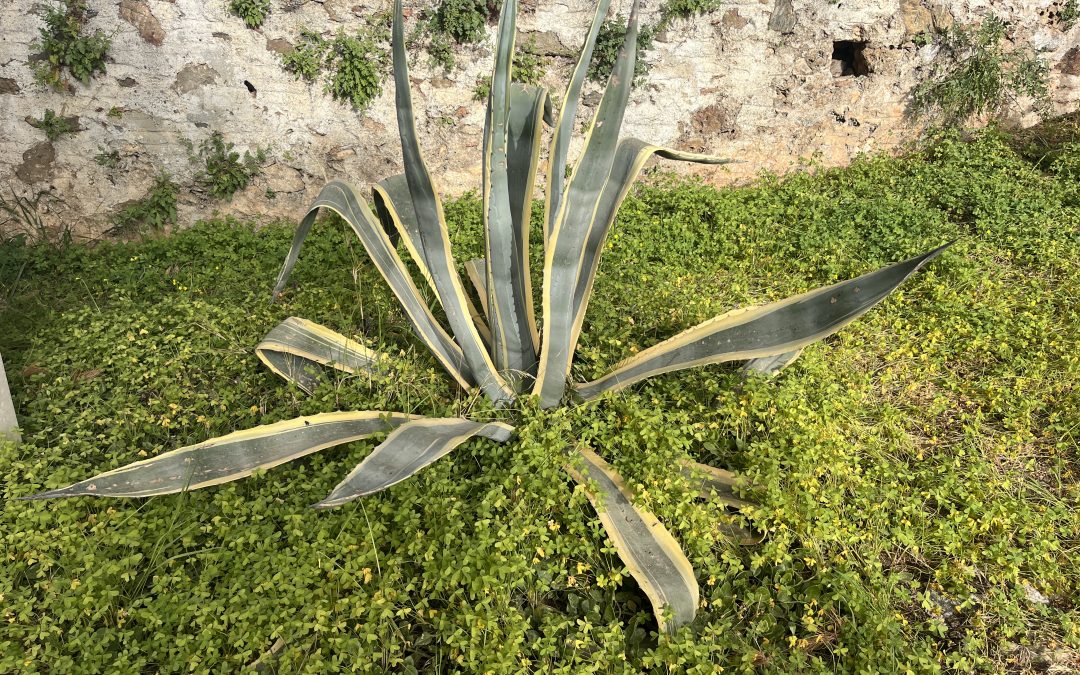Agave americana