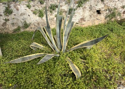 Agave americana