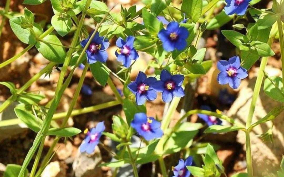 Anagallis arvensis