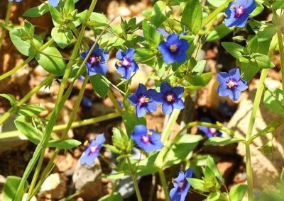 Anagallis arvensis