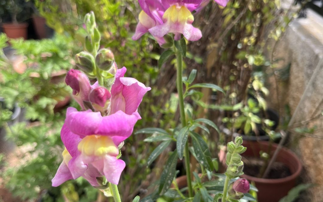 Antirrhinum australe