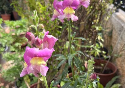 Antirrhinum australe