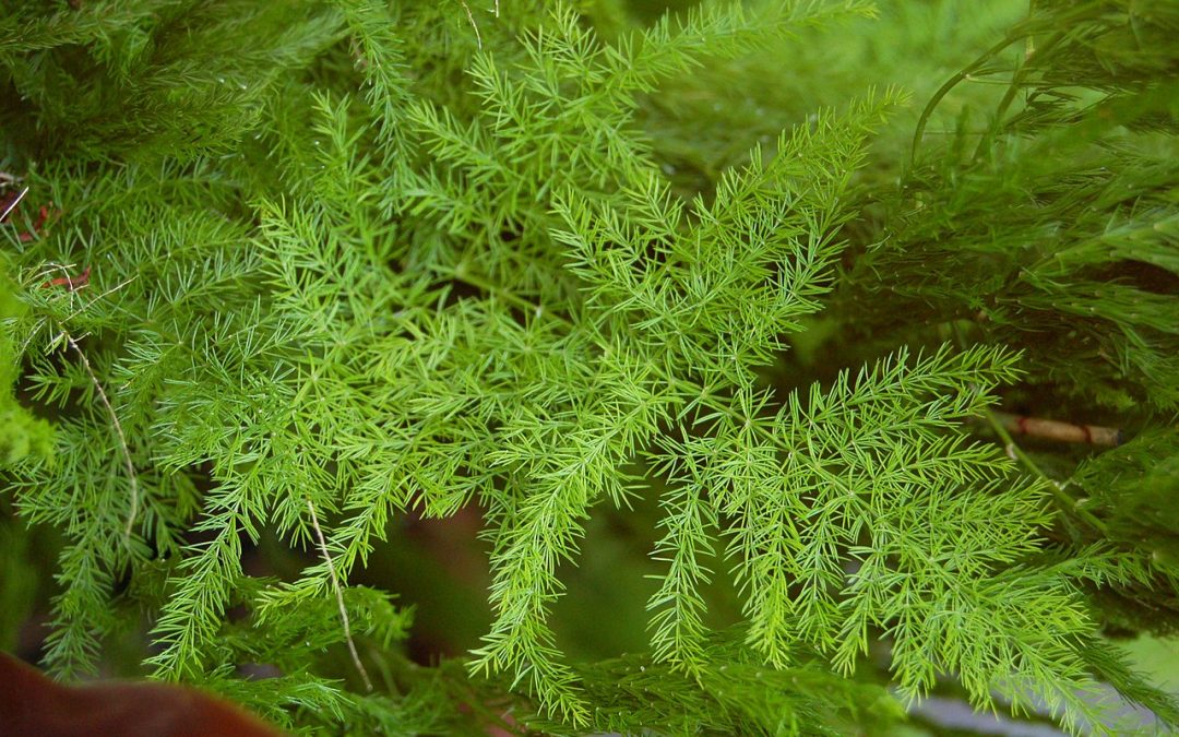 Asparagus setaceus
