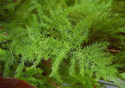 Asparagus setaceus