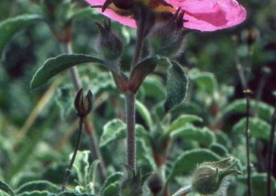 Cistus creticus