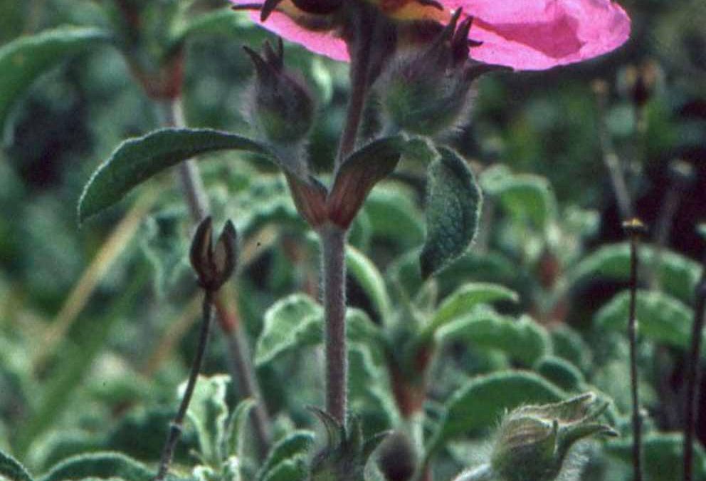 Cistus creticus