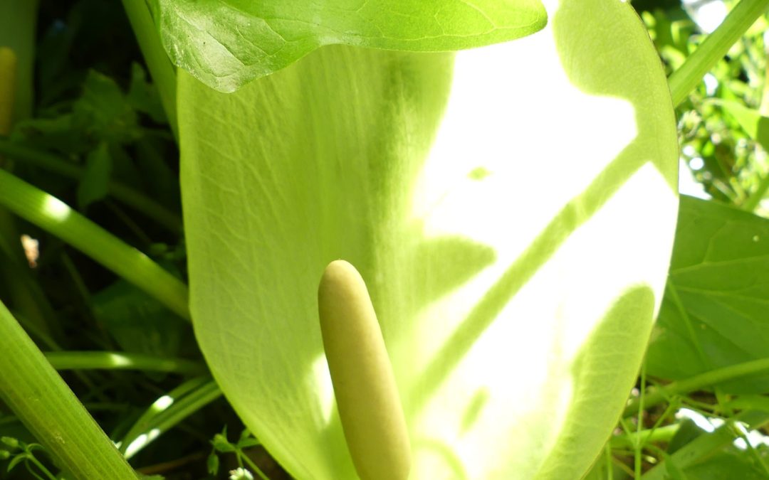 Arum maculatum