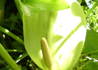 Arum maculatum