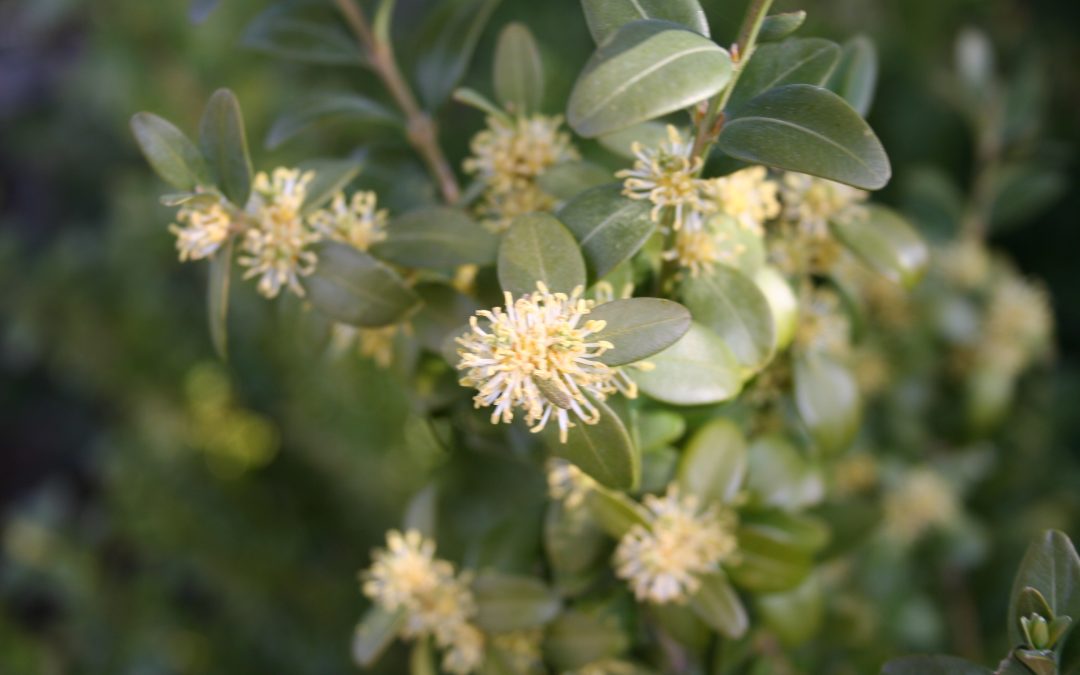 Buxus sempervirens