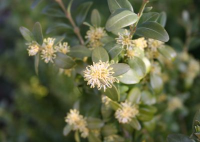 Buxus sempervirens