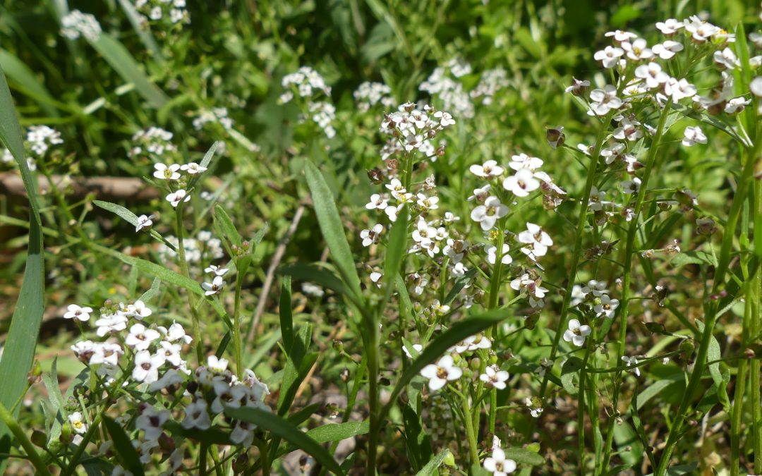 Calepina irregularis