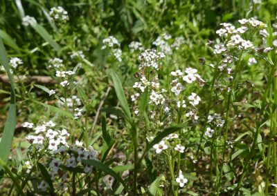 Calepina irregularis