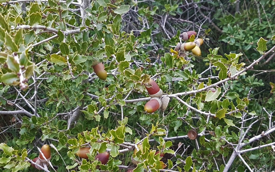Quercus coccifera