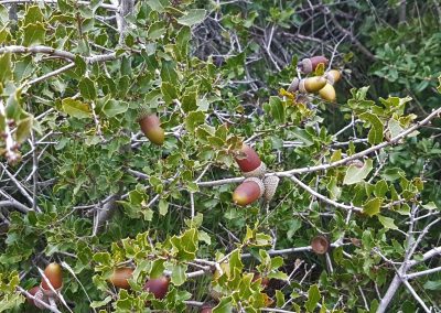 Quercus coccifera