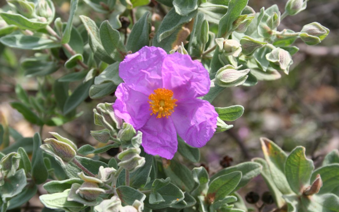 Cistus albidus