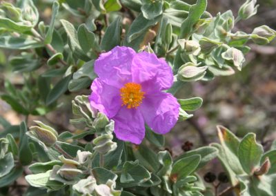 Cistus albidus