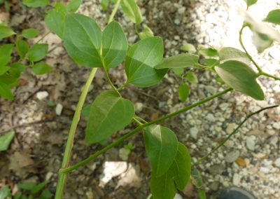 Clematis flamulla
