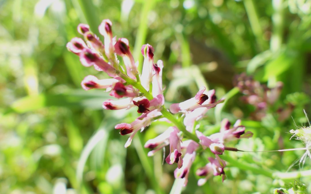 Fumaria officinalis