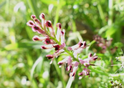 Fumaria officinalis