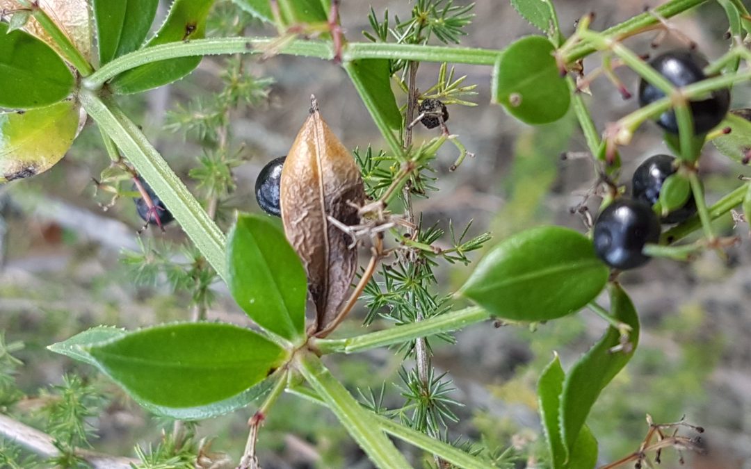 Rubia peregrina
