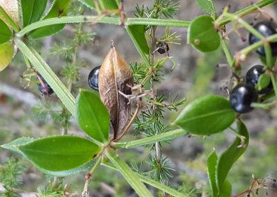 Rubia peregrina