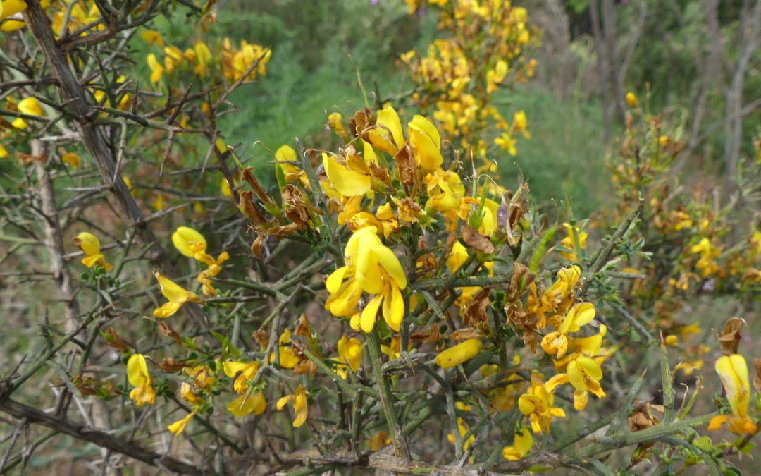 Genista scorpius