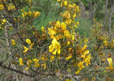 Genista scorpius
