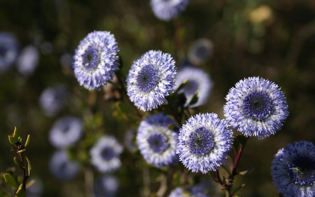 Globularia alypum
