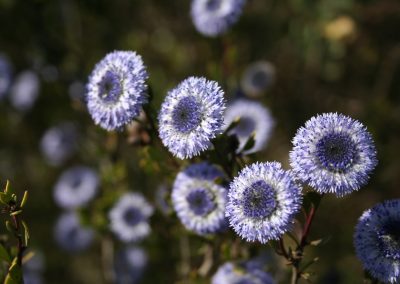 Globularia alypum