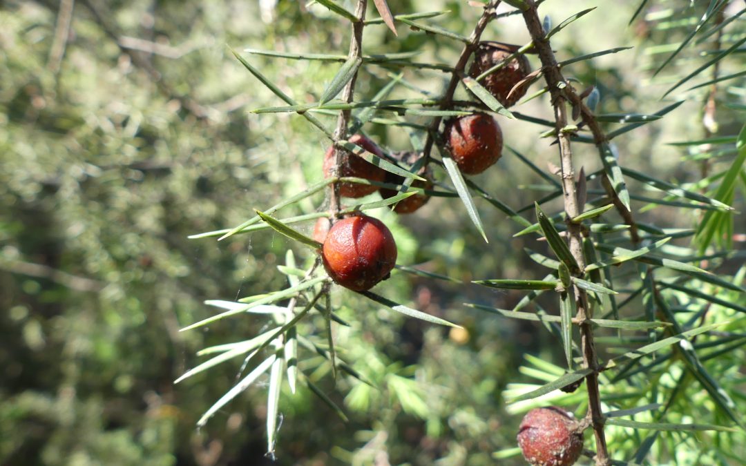 Juniperus oxycedrus