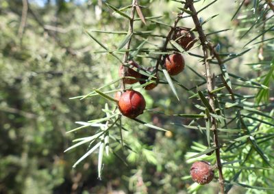 Juniperus oxycedrus