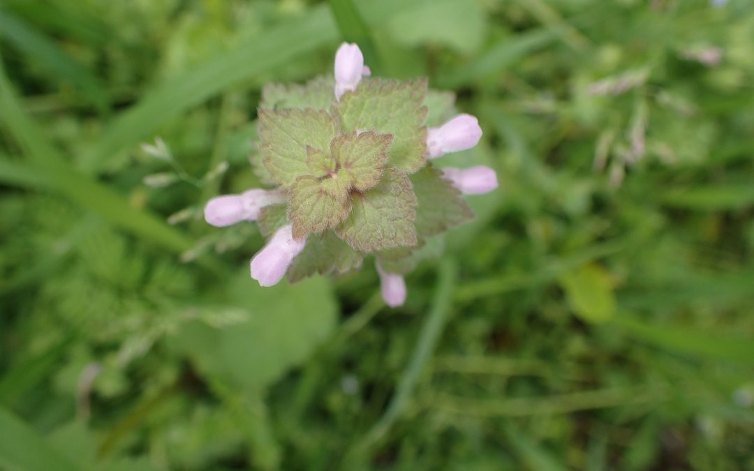 Lamium purpureum
