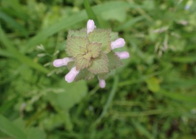 Lamium purpureum