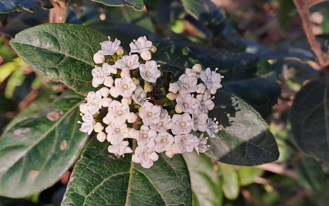Viburnum tinus