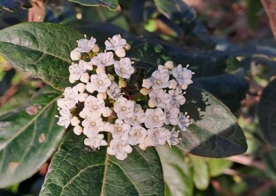 Viburnum tinus