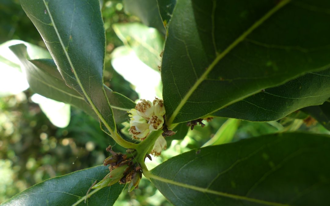 Laurus nobilis