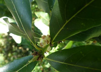 Laurus nobilis