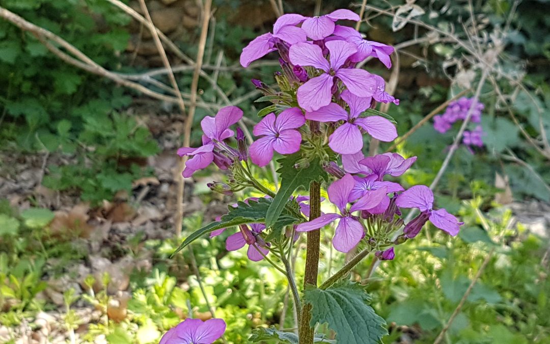 Lunaria annua