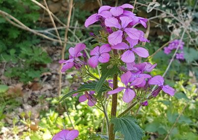 Lunaria annua