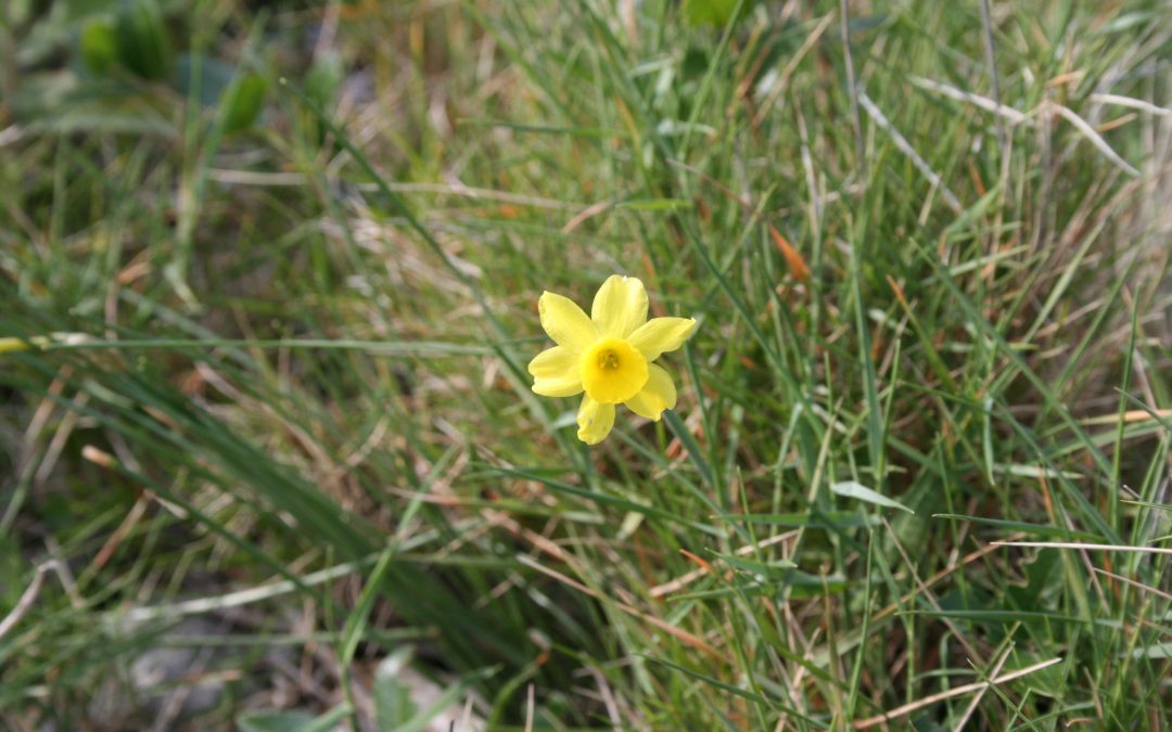 Narcissus assoanus