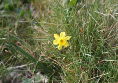 Narcissus assoanus