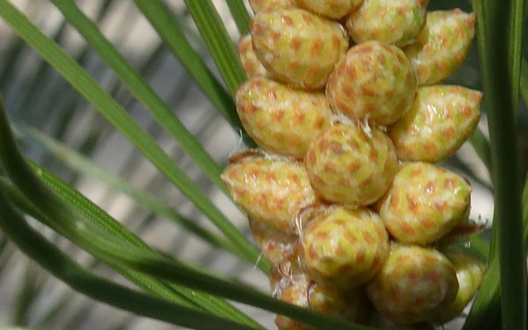 Pinus halepensis