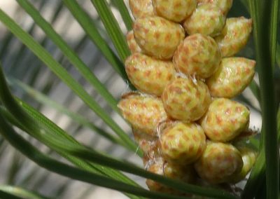 Pinus halepensis