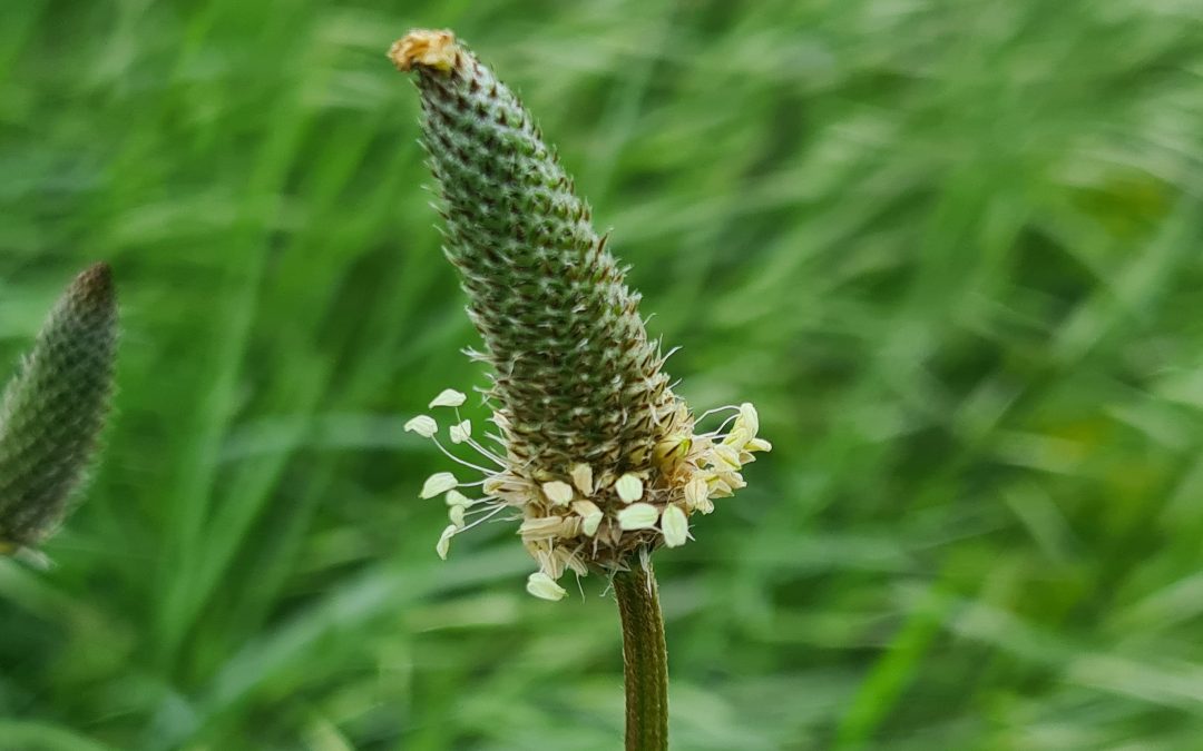 Plantago lanceolata