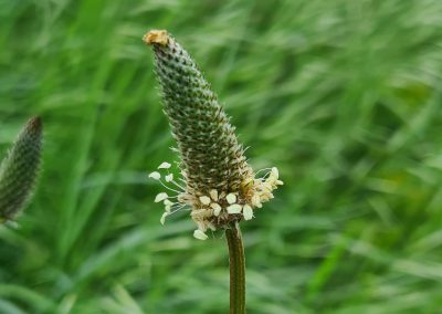 Plantago lanceolata