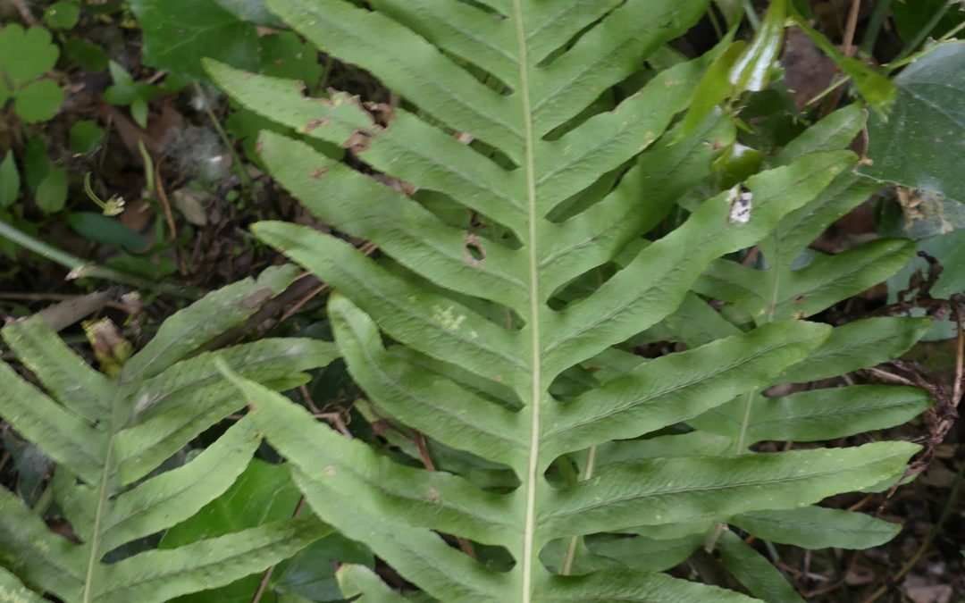 Polypodium cambrium