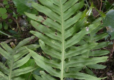 Polypodium cambrium
