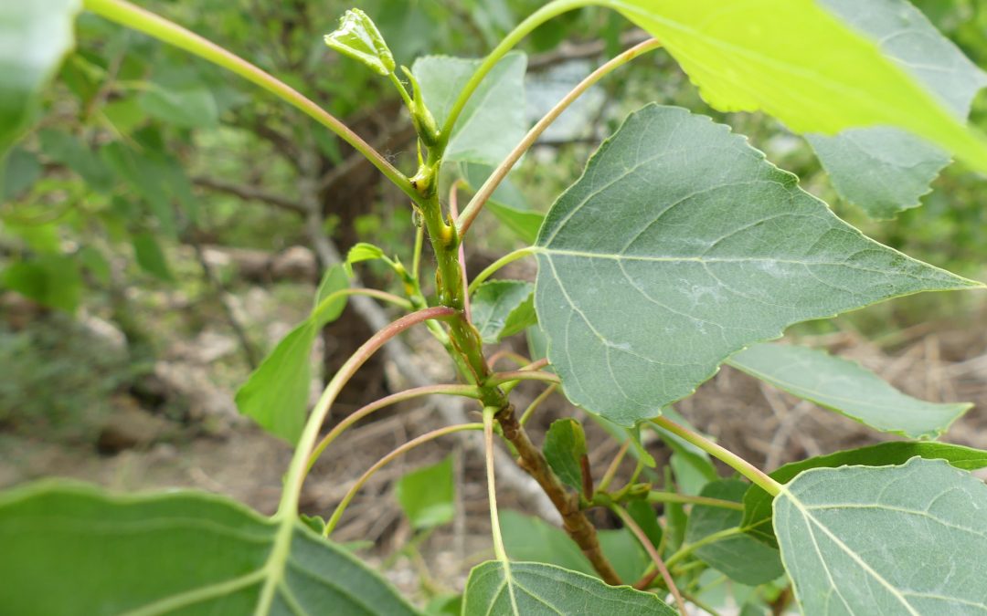 Populus nigra