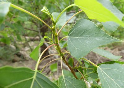 Populus nigra