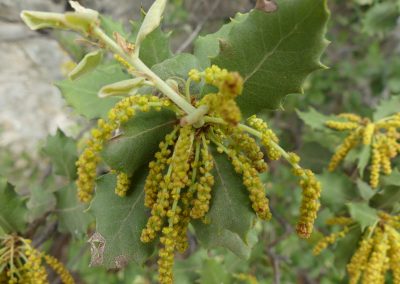 Quercus ilex